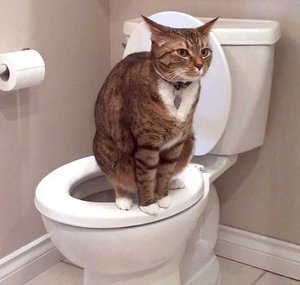 Мочекаменная болезнь у кошек title=